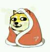 卷被doge 卷被doge